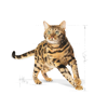 Picture of Bengal Adult-ROYAL CANIN