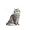 Picture of ROYAL CANIN Feline Health Nutrition Sensible