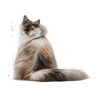 Picture of royal canin hair and skin | Dry Food For Cat