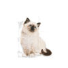 Picture of royal canin second age kitten 2 KG + 4 KG+ 10 KG