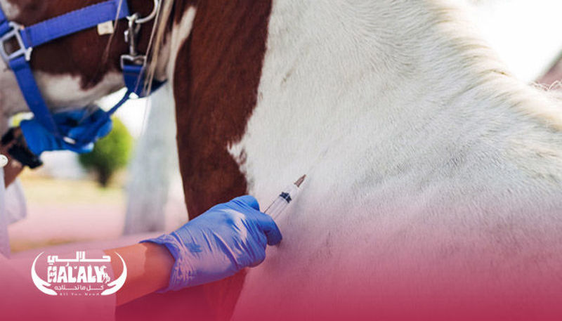 Avoid Horses’ Urinary System Problems