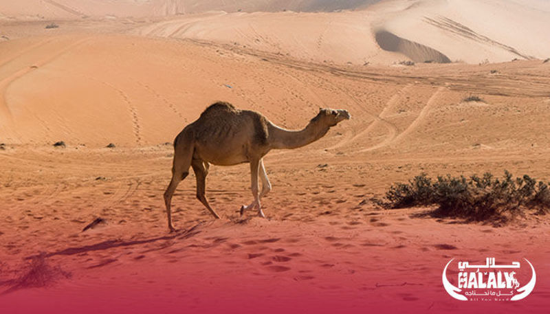4 Essential Factors for Buying A Perfect Camel