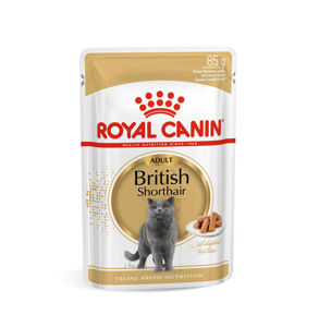 Picture of British Shorthair Adult in Gravy