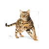 Picture of Royal Canin Feline Breed Nutrition Bengal Adult 
