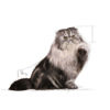 Picture of Royal Canin Persian (Adult)