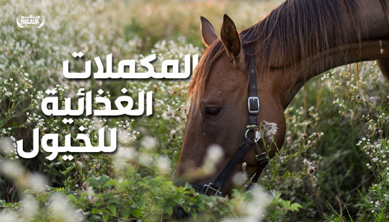 تعرف على أفضل المكملات الغذائية للخيول