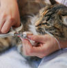 Picture of Nail Clipping