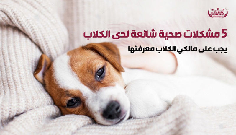 5 مشكلات صحية شائعة عند الكلاب: تعرف عليها كمالك للكلاب
