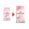 صورة KITTEN  400G