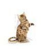 Picture of KITTEN STERILISED JELLY WET FOOD POUCHES
