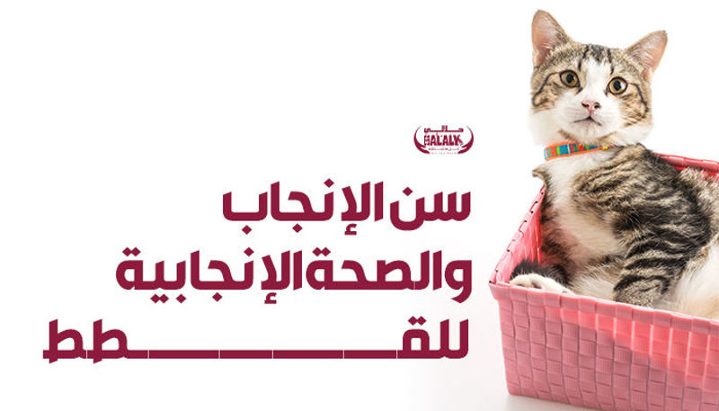 سن الإنجاب والصحة الإنجابية للقطط