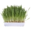 Picture of Cat Grass - Trixie