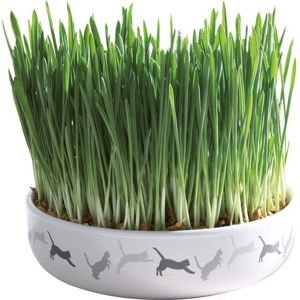 Picture of Ceramic Bowl With Cat Grass - Trixie